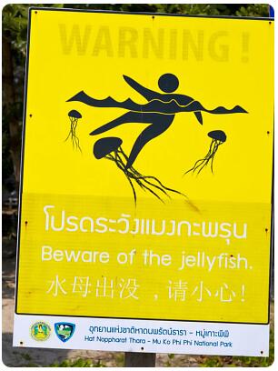 Jellyfish are a problem on many beaches