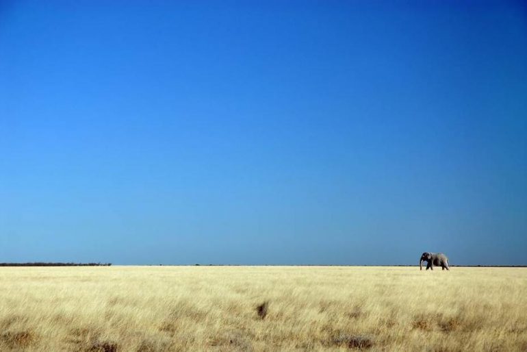 Namibia Agriculture