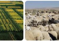 Algeria Agriculture