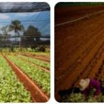 Cuba Agriculture, Fishing and Forestry