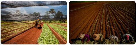 Cuba Agriculture